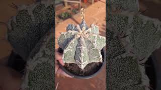 astrophytum myrio fukuryu hakujo sassanami cv ornatumbackstreetboyscactosesuculentascactusplant [upl. by Kcirredal]