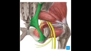 iliofemoral ligament [upl. by Padget]