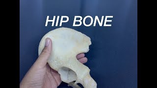 HIP BONE  GENERAL FEATURES AND ATTACHMENTS [upl. by Mellisent]