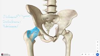 Ligaments of the Hip Joint [upl. by Evie]