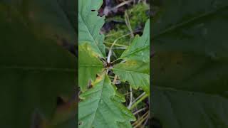 Sessile Oak Quercus petraea sapling in bog Northern Ireland 24112024 [upl. by Aierdna]