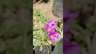 Oxalis latifolia Kunth shorts plantasyflores flowers plants nature [upl. by Onstad]