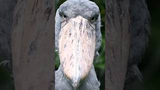 Shoebill Facts [upl. by Rombert]