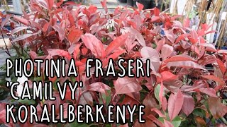 Photinia fraseri Camilvy – Korallberkenye [upl. by Amelie718]