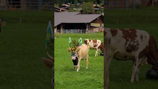 Alpabfahrt Hofstetten 🐮 youtubeshorts brienz travel cows nature [upl. by Aranat]