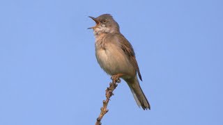 Singing Common Whitethroat 2023 [upl. by Berthe310]