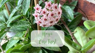 How to get Hoyas to Flower  Hoya Care Tips [upl. by Manvel67]