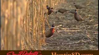 Pheasant Hunting in South Dakota [upl. by Dierolf]