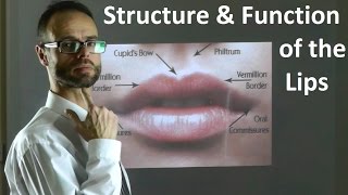 Role of the Structure amp Shape of Upper amp Lower Lips in Facial Attractiveness amp Beauty by Dr Mike Mew [upl. by Elay970]