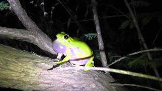 Hyla cinerea Green Tree Frog calling [upl. by Krista]