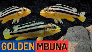 Golden Mbuna Cichlid Beautiful and Aggressive Melanochromis auratus [upl. by Ellerrehs]