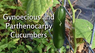 Gynoecious amp Parthenocarpy Cucumbers  Socrates  Southern Latitudes [upl. by Bergwall]