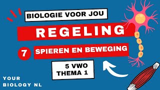 5 vwo  Regeling  7  Spieren amp Beweging [upl. by Ecirb]