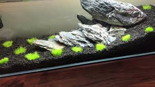 HOW TO GROW Utricularia Graminifolia [upl. by Ongineb]