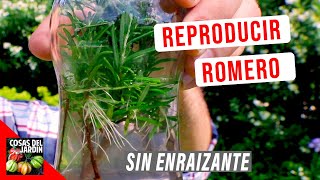 COMO REPRODUCIR ROMERO FACIL EN AGUA 🌿 ENRAIZA AL TOQUE [upl. by Ylsel]