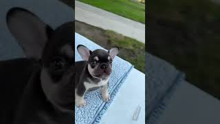 French bull dog puppy crying [upl. by Deuno]