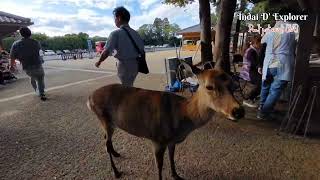 The Reindeer World  Normal day in Nara Japan  Nara City  Nara Prefecture shortsyoutube shorts [upl. by Sset]