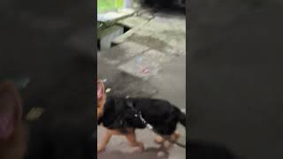 Street dog vs german shepherd puppy germanshepherdclub gsdlover doglover gsd [upl. by Werna]