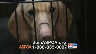 ASPCA TV Commercial ‘Somewhere in America’ [upl. by Nilcaj638]