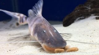 Tigrinus Catfish Hikari Sinking Carnivore Pellet Feeding [upl. by Akcirderf278]