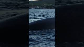 Amazing CloseUp Humpback Whale Exhaling in Mauiquot [upl. by Fredra]