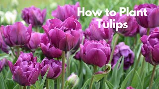 How to Plant Tulips [upl. by Lateh]