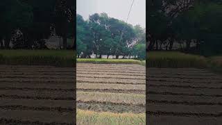 Khet meinshortvideo veryamazing reallyamazing likeforsubcribe [upl. by Jeanine279]