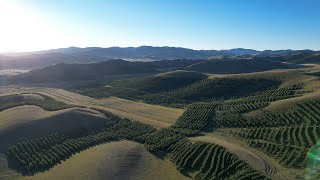 Live How the ThreeNorth Shelterbelt Forest Program combats desertification in China [upl. by Navnod]