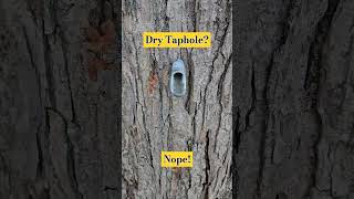 Dry Taphole Not For Our Early Tapping maplesap mapletapping drytaphole [upl. by Phemia37]