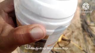 Termites Godlings Moth Borers Bugs [upl. by Eille864]