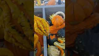 Spooky pumpkin youtubeshorts viralvideos scary creepy horrorstories halloween trending funny [upl. by Eleira]