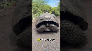 The Galapagos Giant Tortoise 🐢 ecuador galapagos nature travel travelblog fyp [upl. by Ecienaj65]