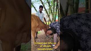 intravenous injection latest technique by Mathur Mondalhow to give IV infusion in a cow [upl. by Trip]