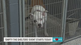 How you can help Empty the Shelters this July with discounted pet adoption fees [upl. by Euqina]