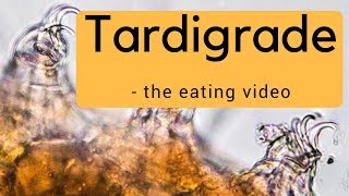 Tardigrade the eating video [upl. by Atekahs]