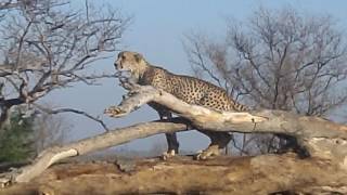 CHEETAH POOPS TO MARK HER TERRITORY AND FALLS [upl. by Bedelia]