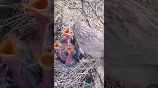 babbler feeding birds nest nature wildlife nesting [upl. by Llenyaj]