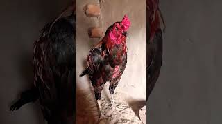 Muskan high quality murga 🐓🐔🎥 [upl. by Annavahs]