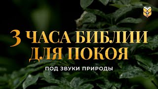 3 часа Библии для покоя под звуки природы Современный перевод Библии biblevision [upl. by Ardied]