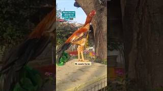 Parrot beak long tail aseel aseel parrotbeak viralvideo longtailaseel rooster trending [upl. by Annim]