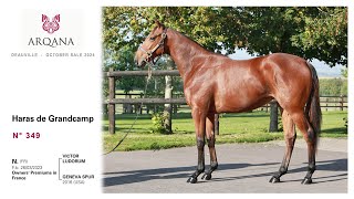 Arqana 202410 sale  N° 349 F  Victor Ludorum x Geneva Spur présentée par le Haras De Grandcamp [upl. by Ssej389]