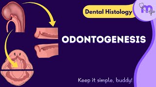 Development of Tooth Odontogenesis  Introduction  Dental Histology  Animated Explanation [upl. by Blockus]