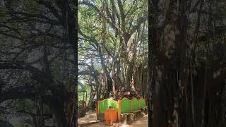 odiyan movie shoot place chinganchira melekavu temple [upl. by Ak]