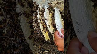 Honey bees and sweet honey bestowed shortvideo [upl. by Imled441]