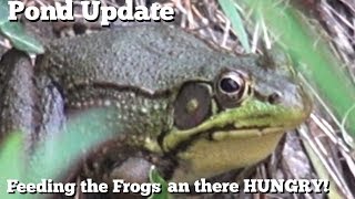 Frogs and your pond  Feeding the frogs and fish  HeirloomReviews [upl. by Zellner415]