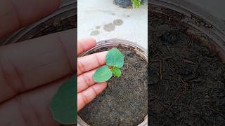 Okra plant growing from seeds [upl. by Nairad61]