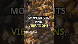 The Secret Dance of Honeybees interestingfacts shorts facts wildlife bees [upl. by Harms]