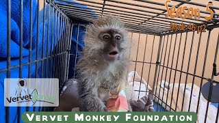 Two seriously injured monkeys need our help [upl. by Bjork]