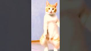 Dekho bhai cat dancing catdancing song newsongnewsong [upl. by Cown]