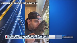 Peanut the squirrel euthanized by DEC to test for rabies [upl. by Rexferd]